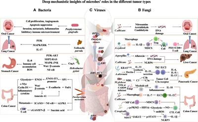 Mechanism-guided fine-tuned microbiome potentiates anti-tumor immunity in HCC